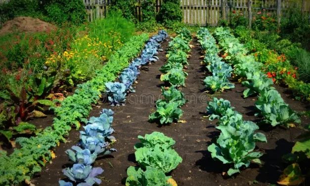 How To Safely CAN Your Own Garden Vegetables