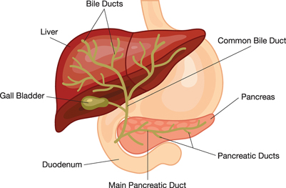 Primary Biliary Cirrosis