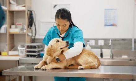 Health Benefits For Pets